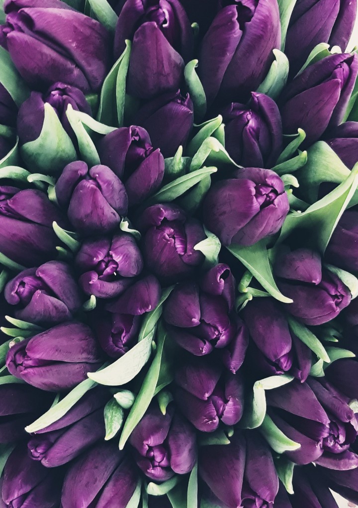 Juicy Tulips
