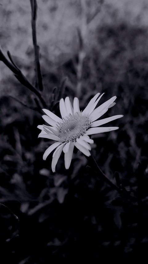 black-and-white