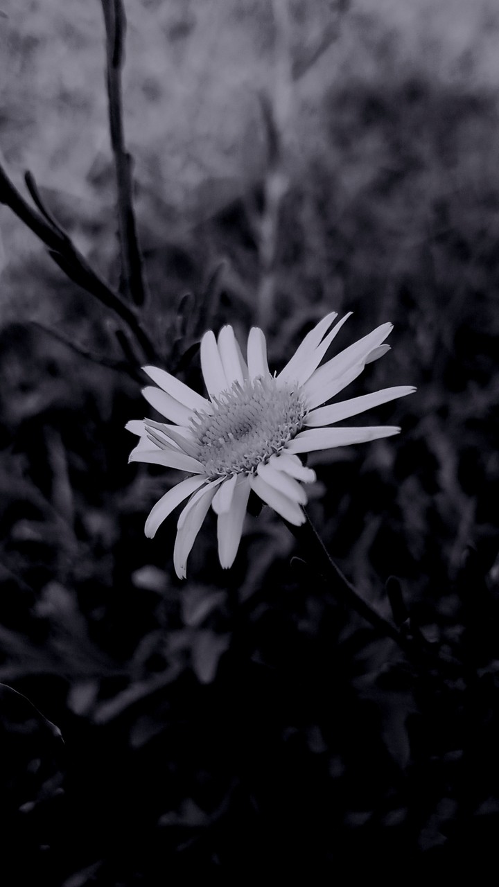 black-and-white