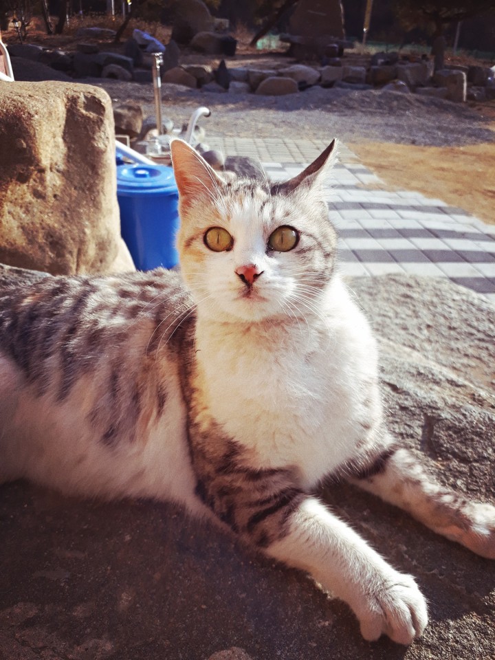 new cat