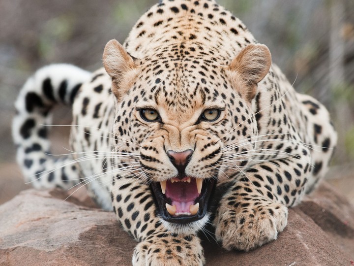 tiger