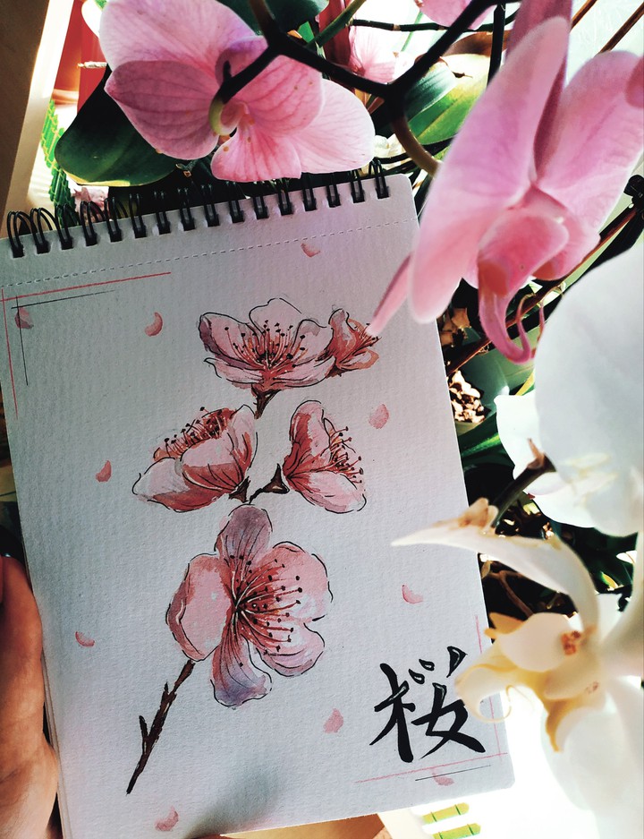 Sakura