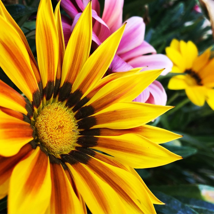 flowers