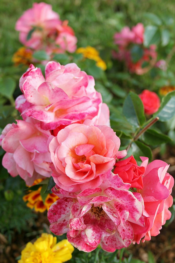 rose
