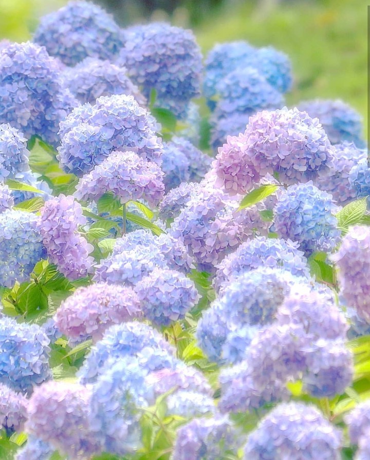 hortenzie