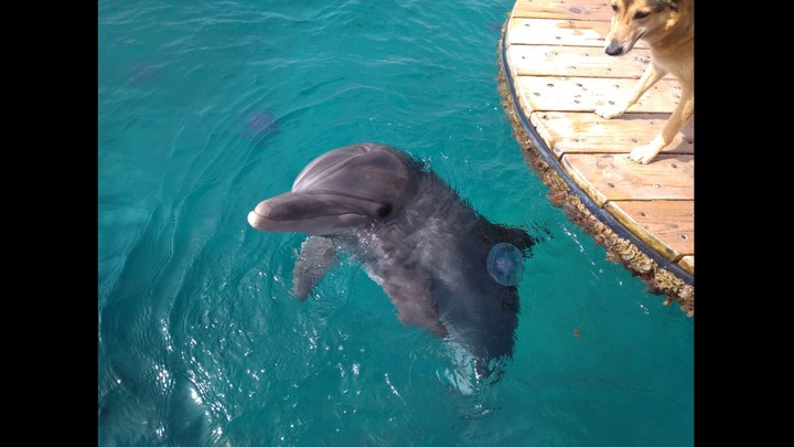 dolphin and dog staring lol