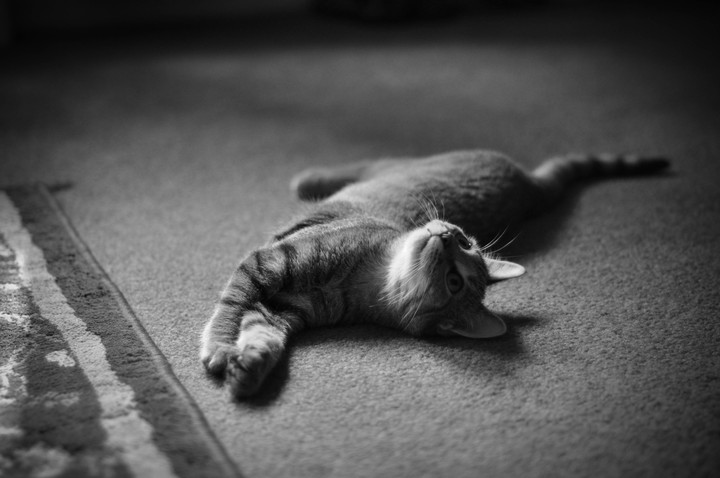 귀여운 고양이