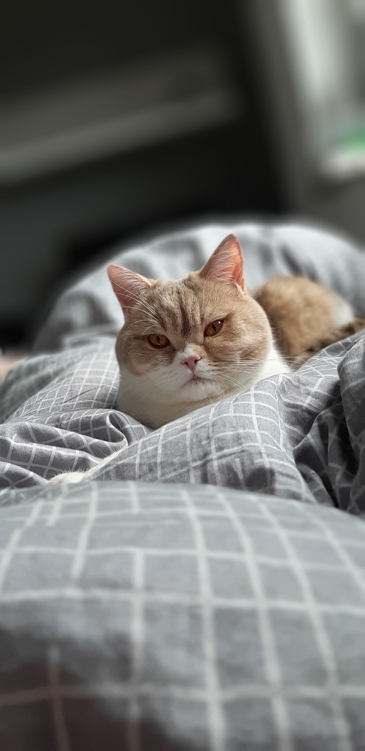 Katze
