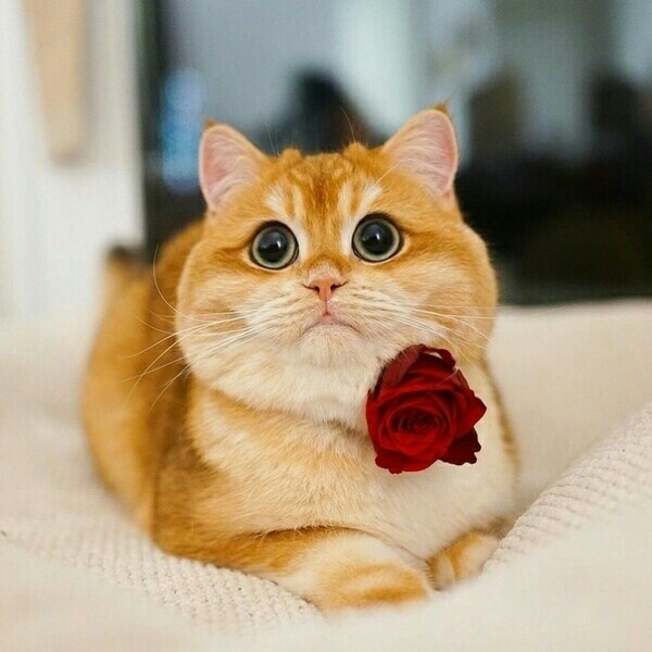весенний кот