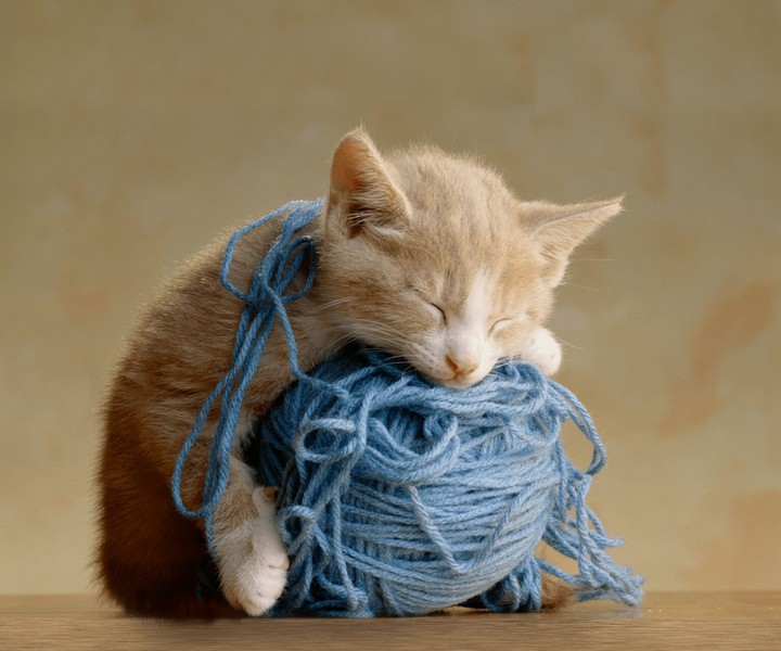 cute cat