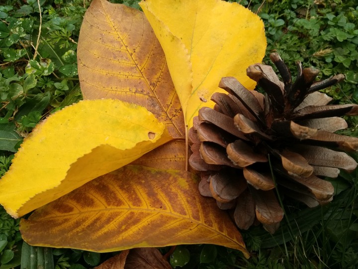 autumn
