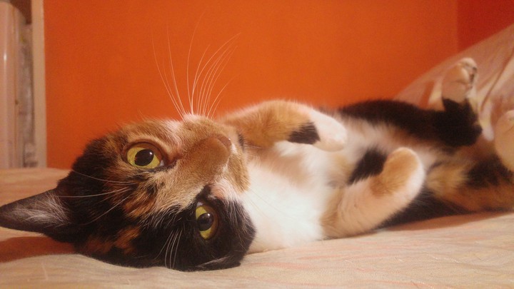 Kitty