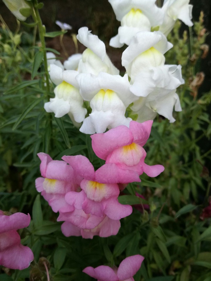 Snapdragons