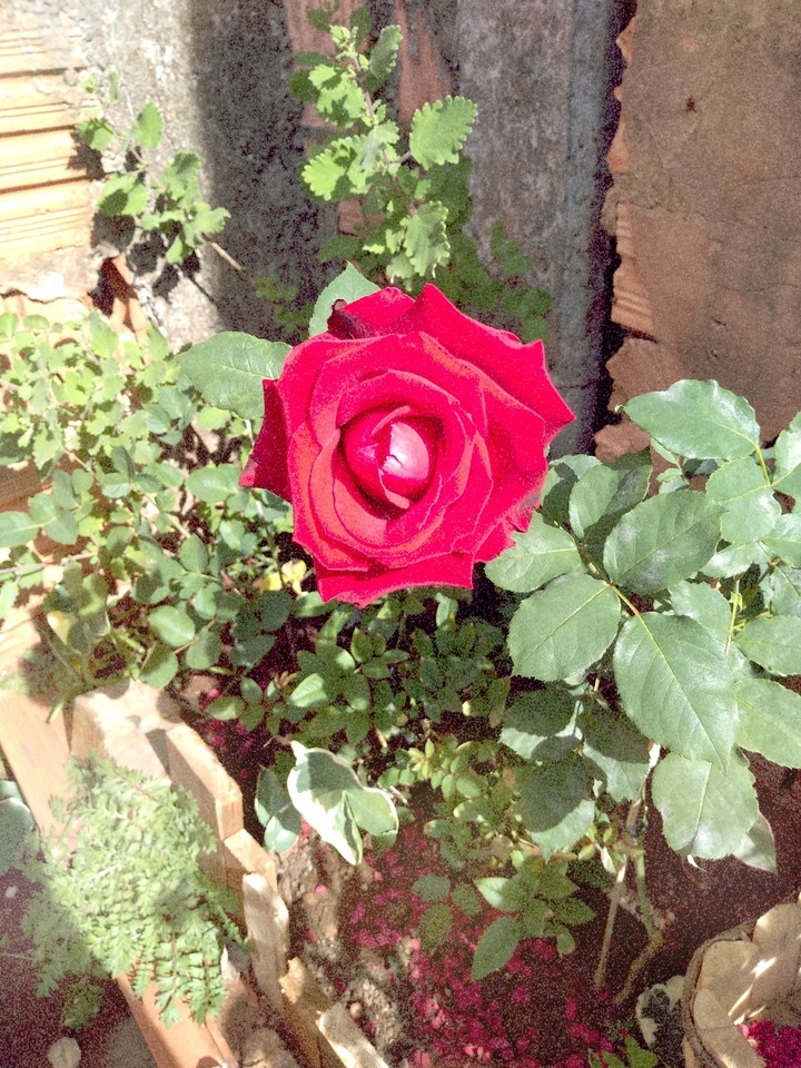 Rose