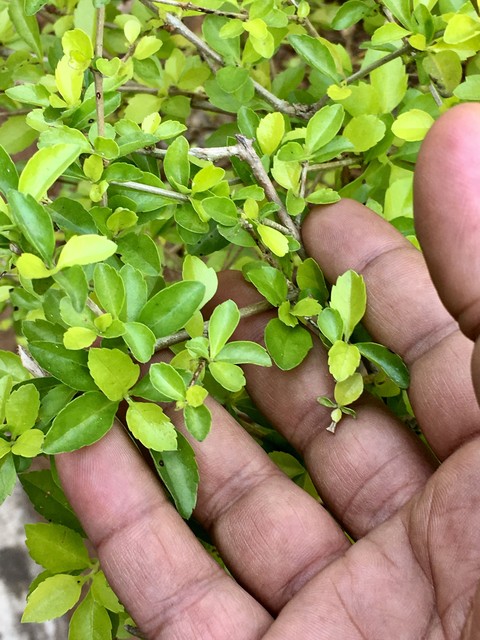 A handful of Green