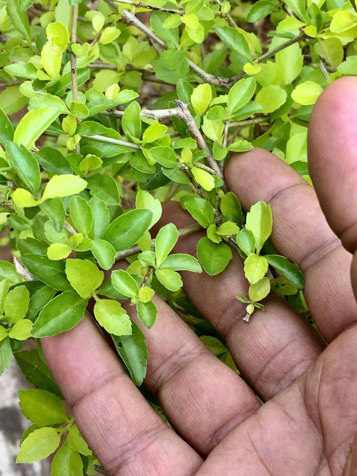 A handful of Green