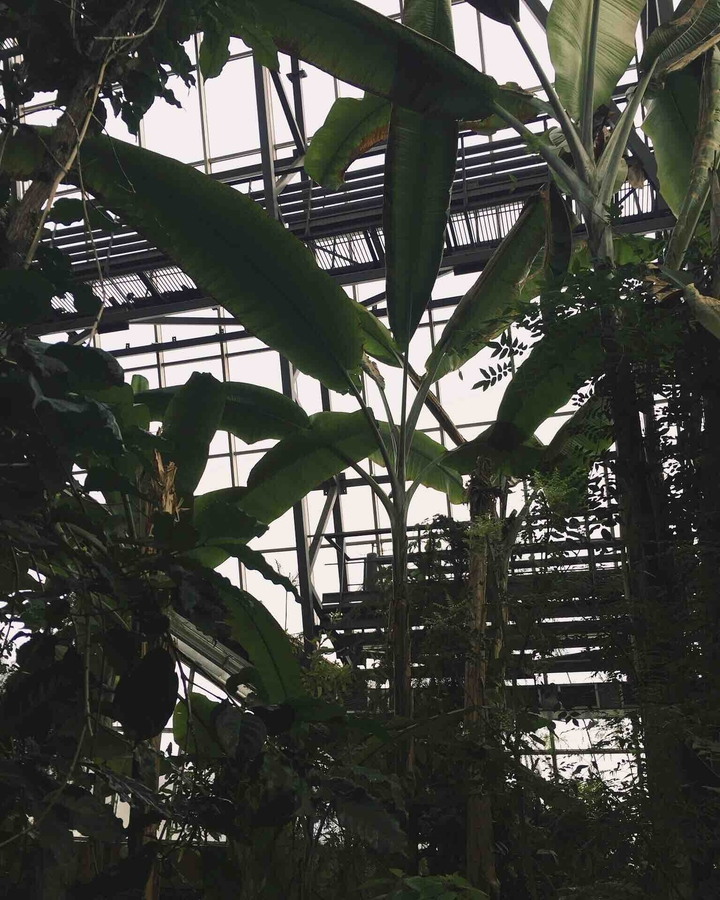 banana ?