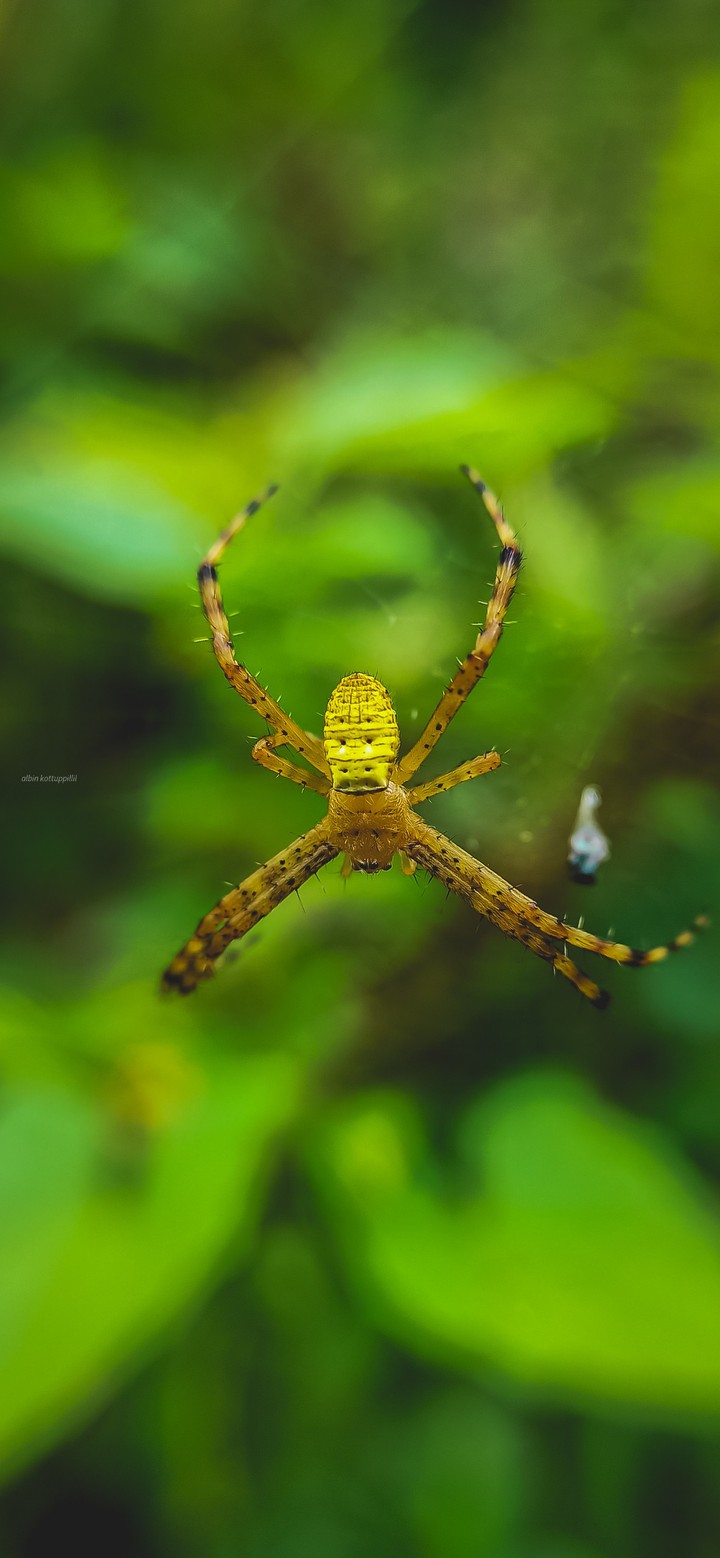 Spider