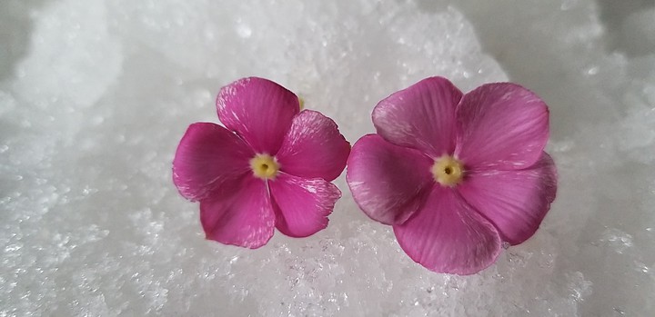 fleurs roze