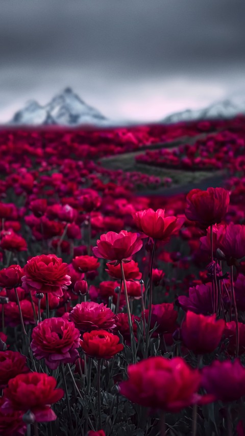 wildflower, pink háttérképek