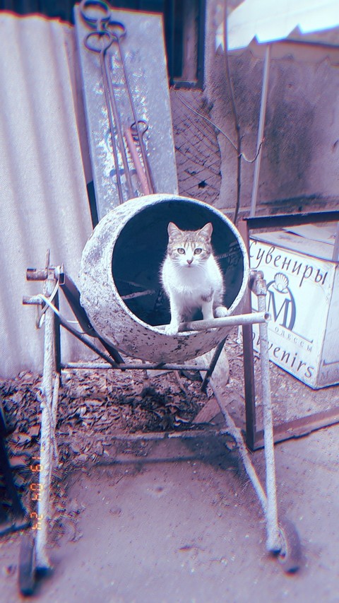 koshechka