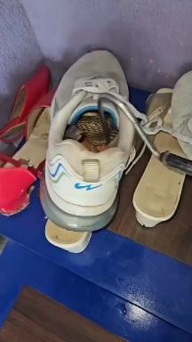 Cobra in a boot.
