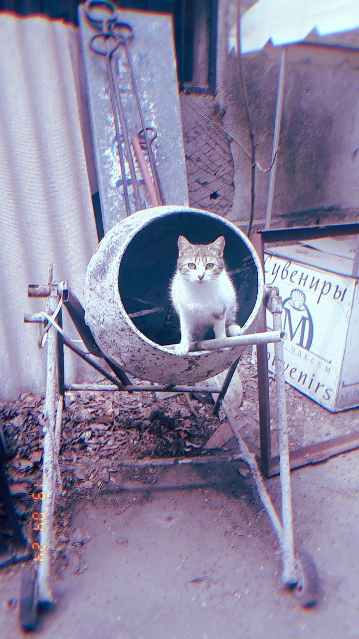 koshechka