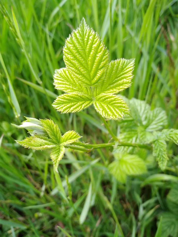 spring new leaf