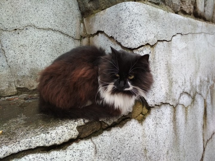 КОТ