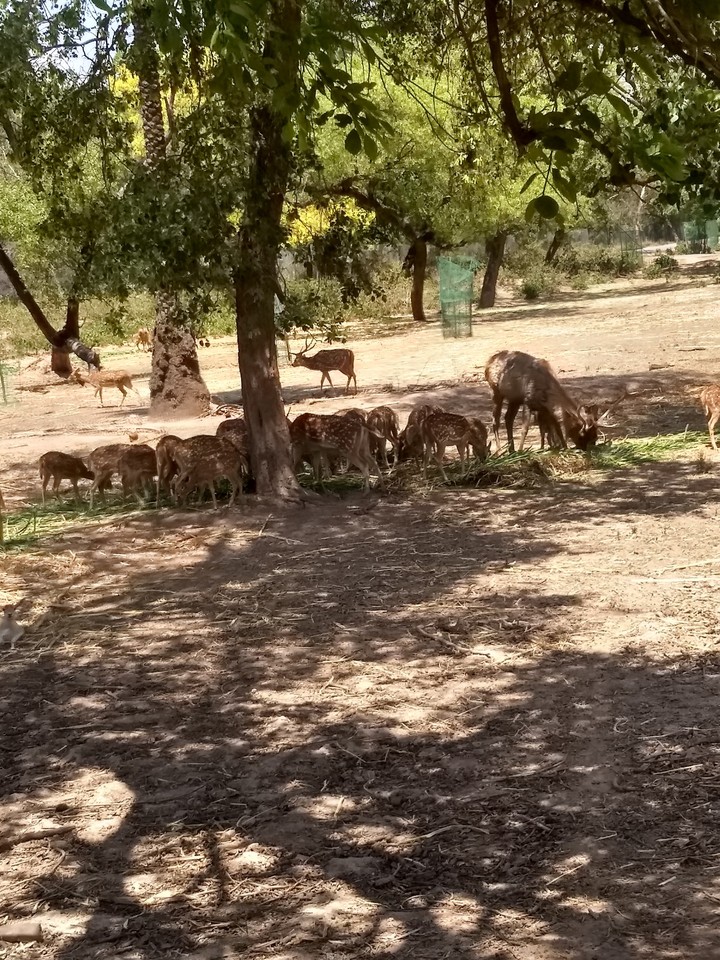 deer's