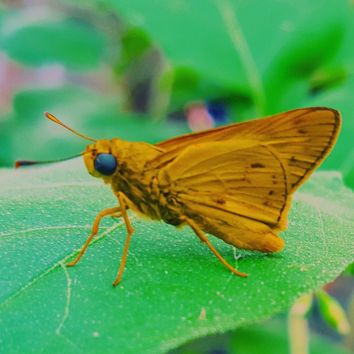 butterfly