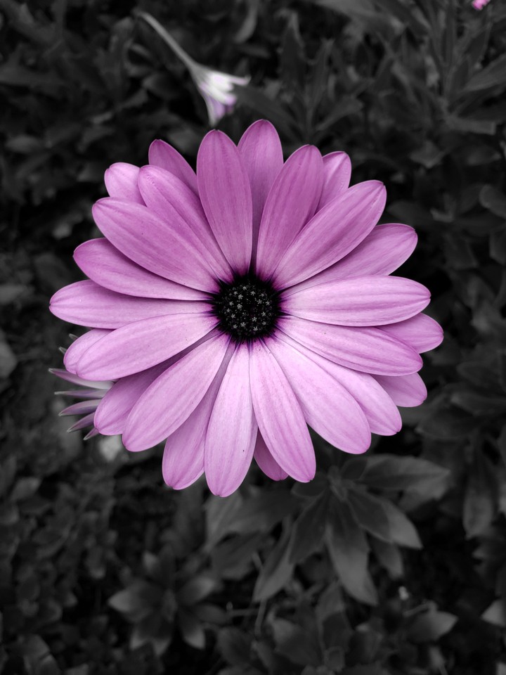 purple breeze
