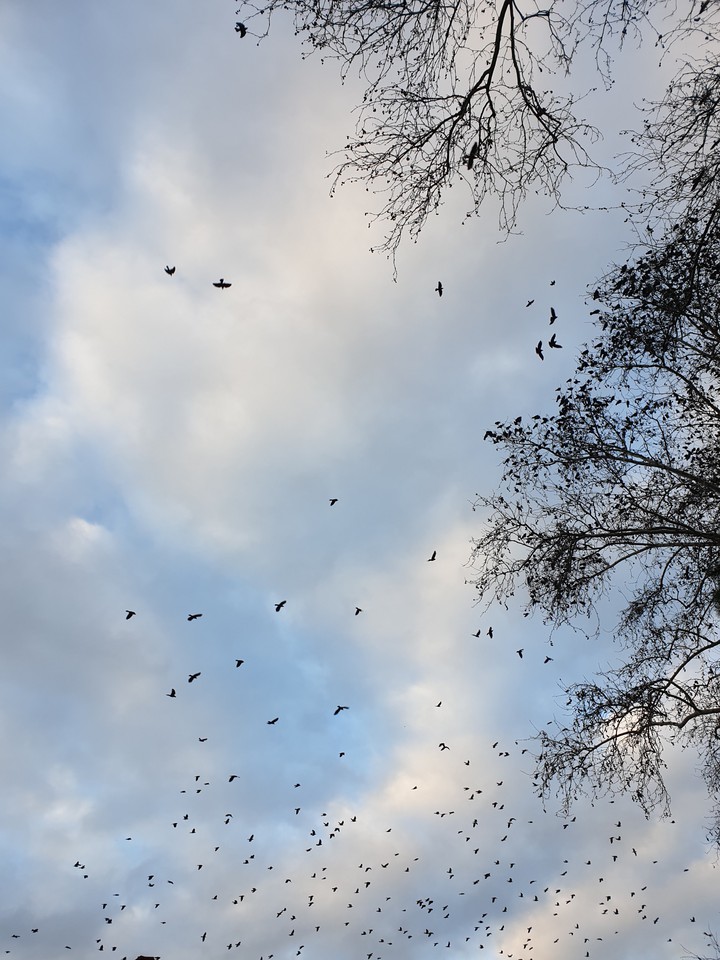 Birds in the sky