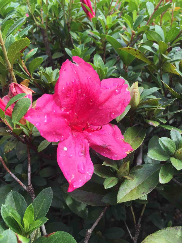 .... Azalea ....