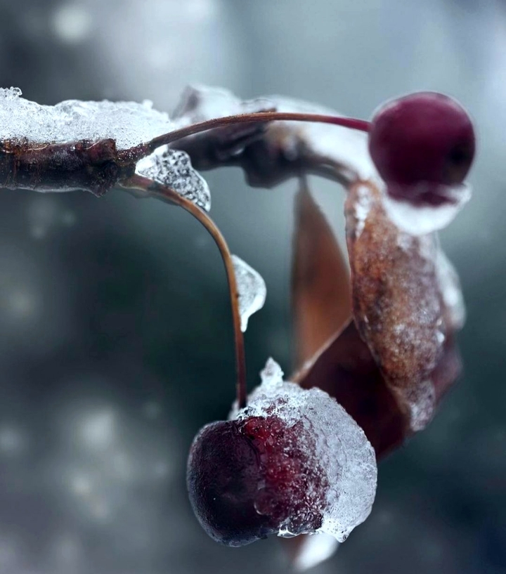 winter cherry ?
