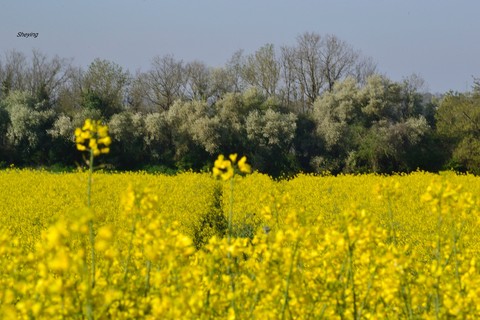 France