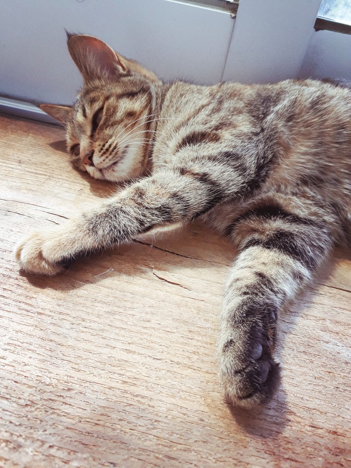 cat