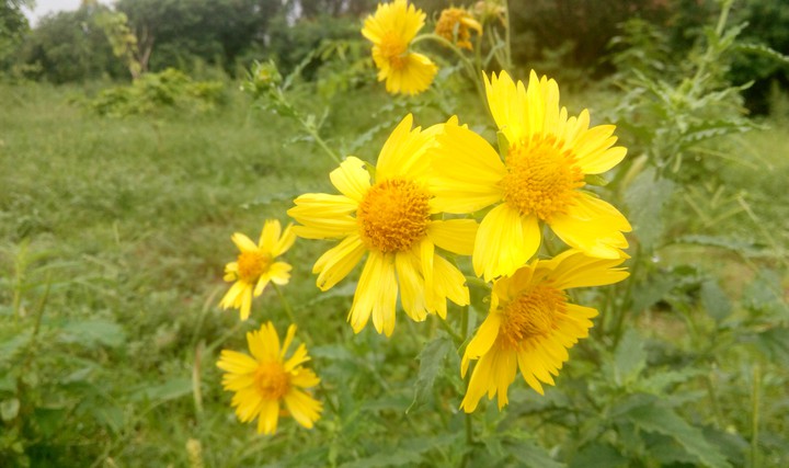 sun flower
