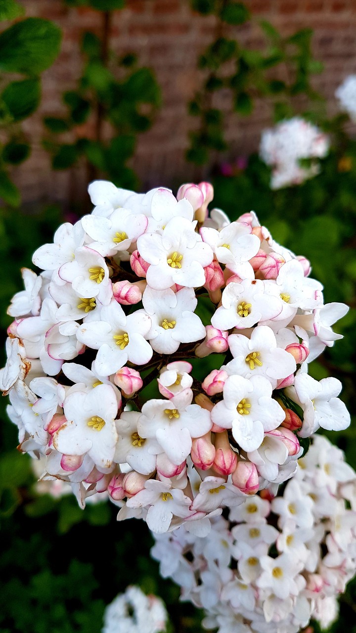 bloom