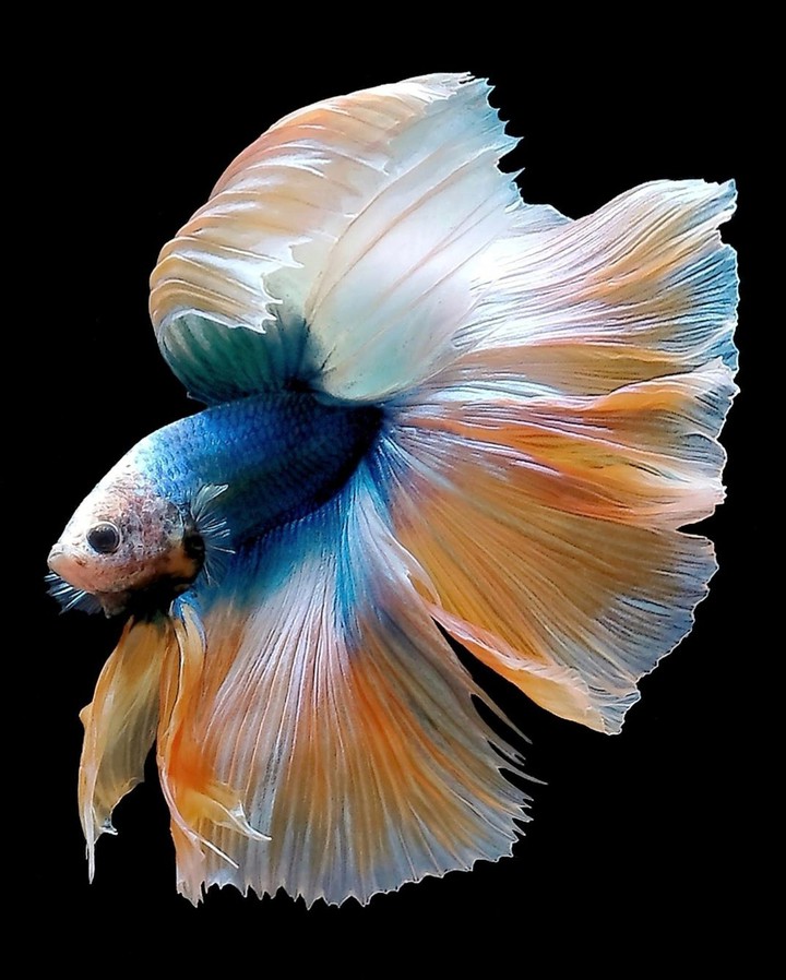Betta fish