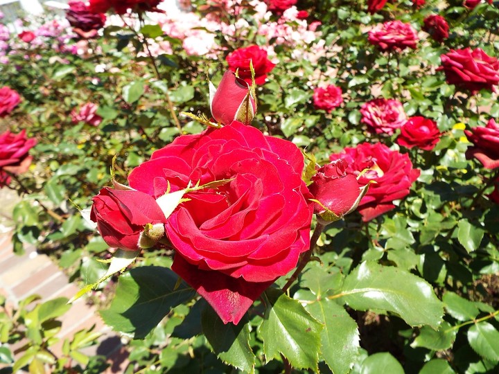 red roses