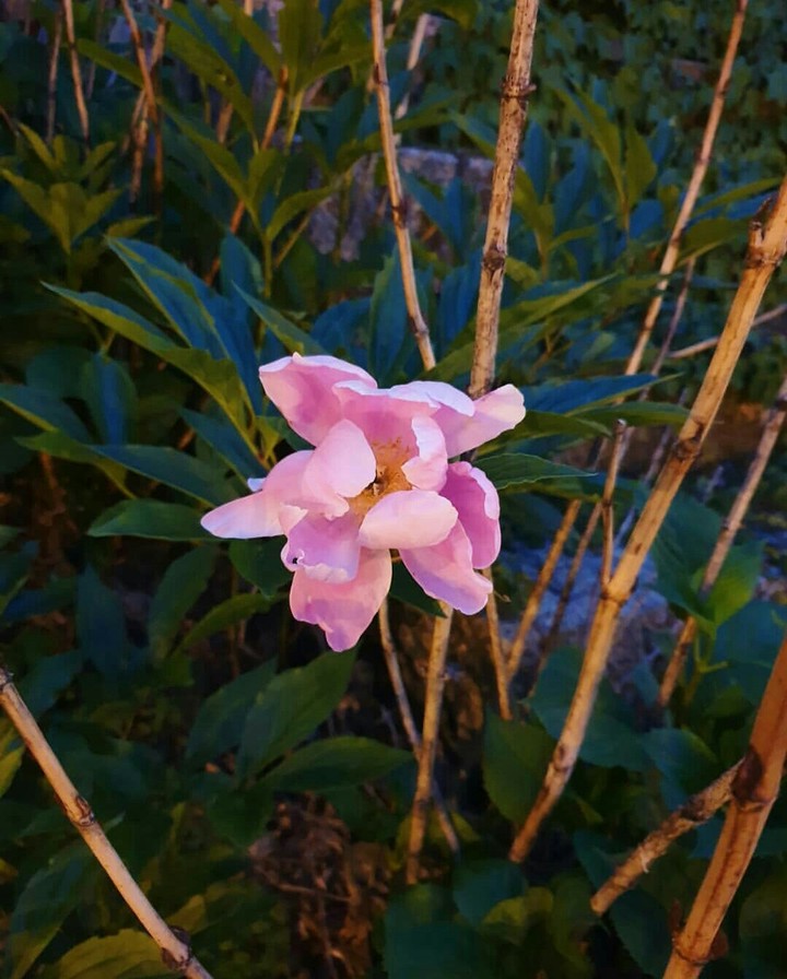 ??