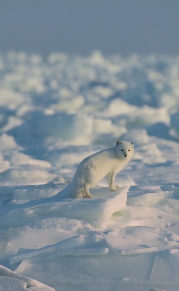 snow wolf
