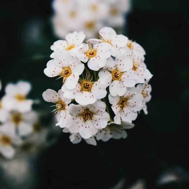 Natureza
