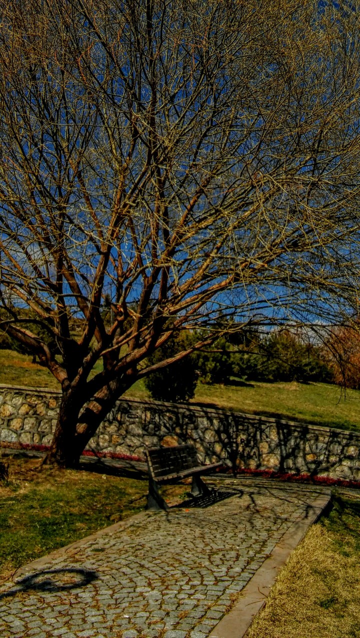 tree