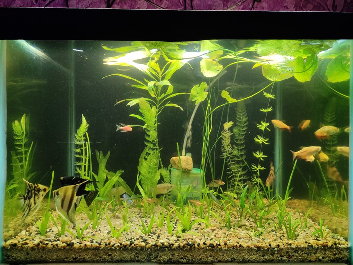MY FISH TANK , MY FAVORITE HOBBY