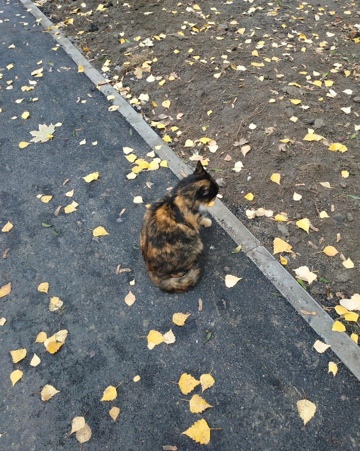 Cat autumn