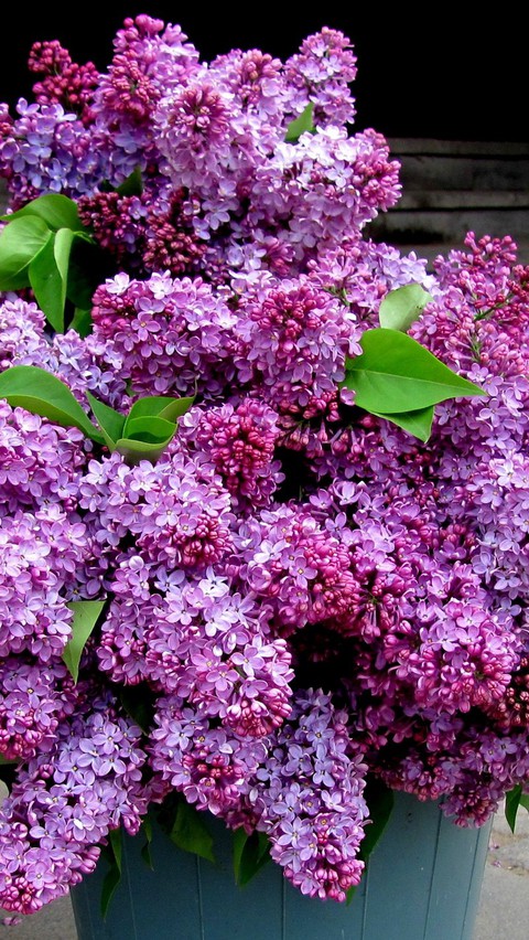 сирень