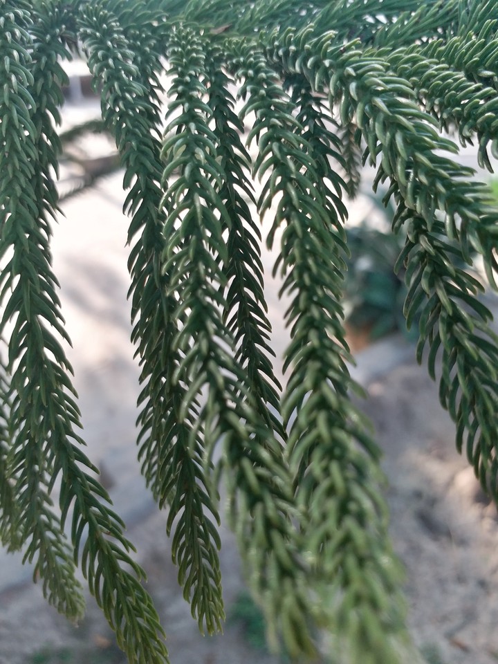 nature