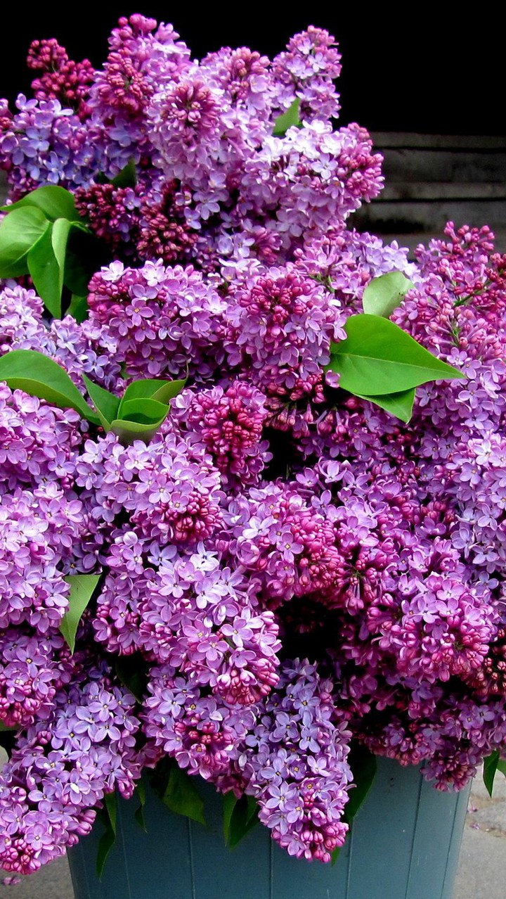 сирень